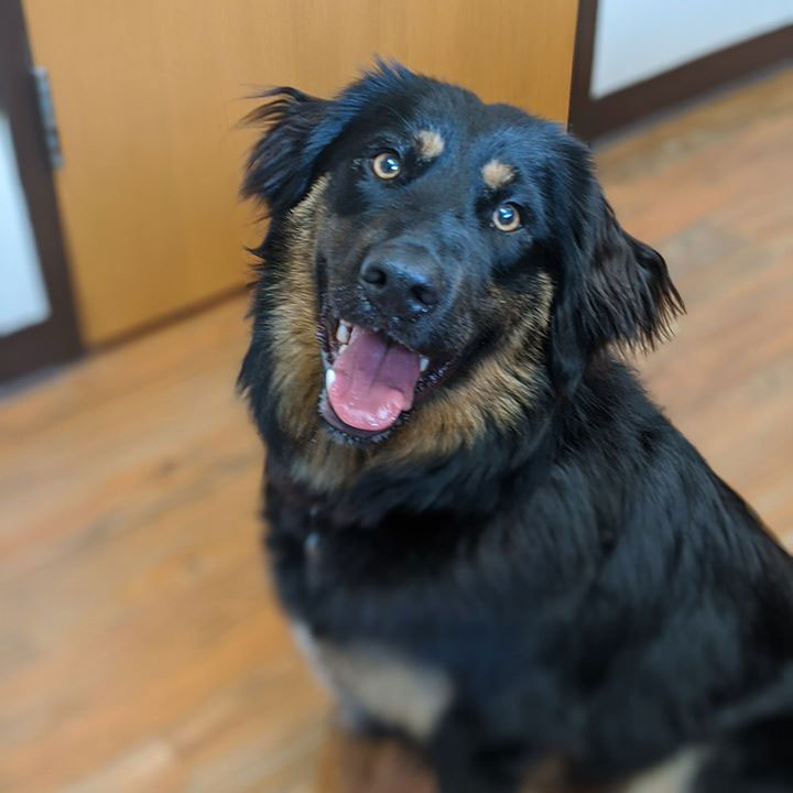 COVID19 Veterinary Practices Essential Employees